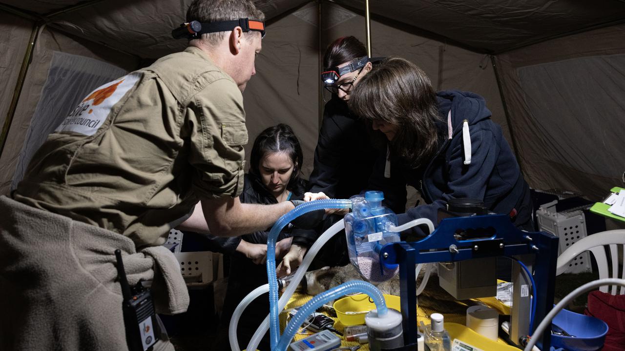 ENDANGERED PARMA WALLABIES