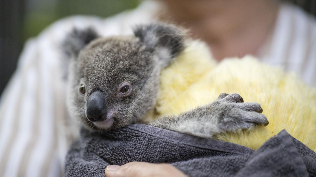 A rescued koala (file)