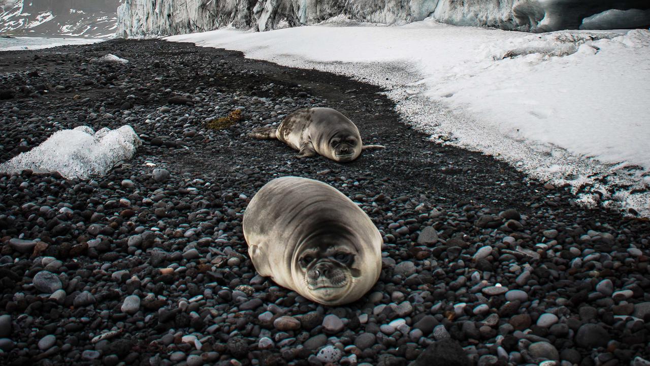 Southern elephant seals on Heard Island (file image)