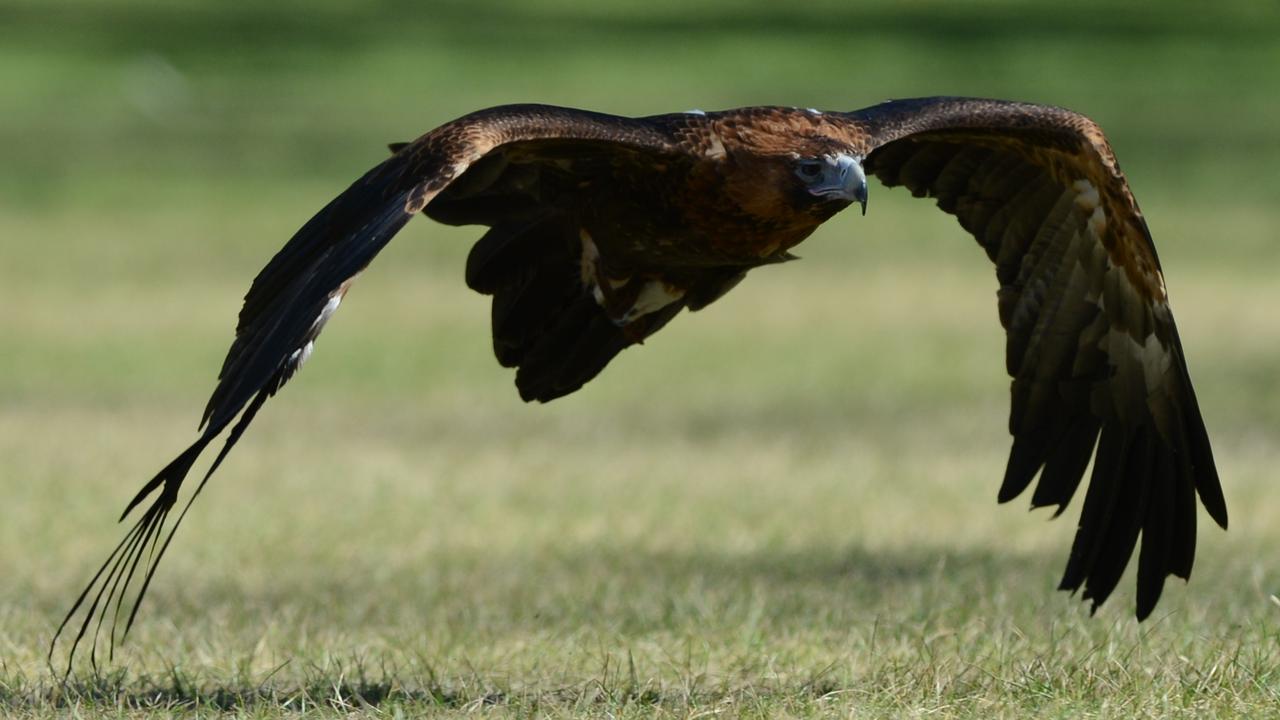 A wedge-tailed eagle (file image)