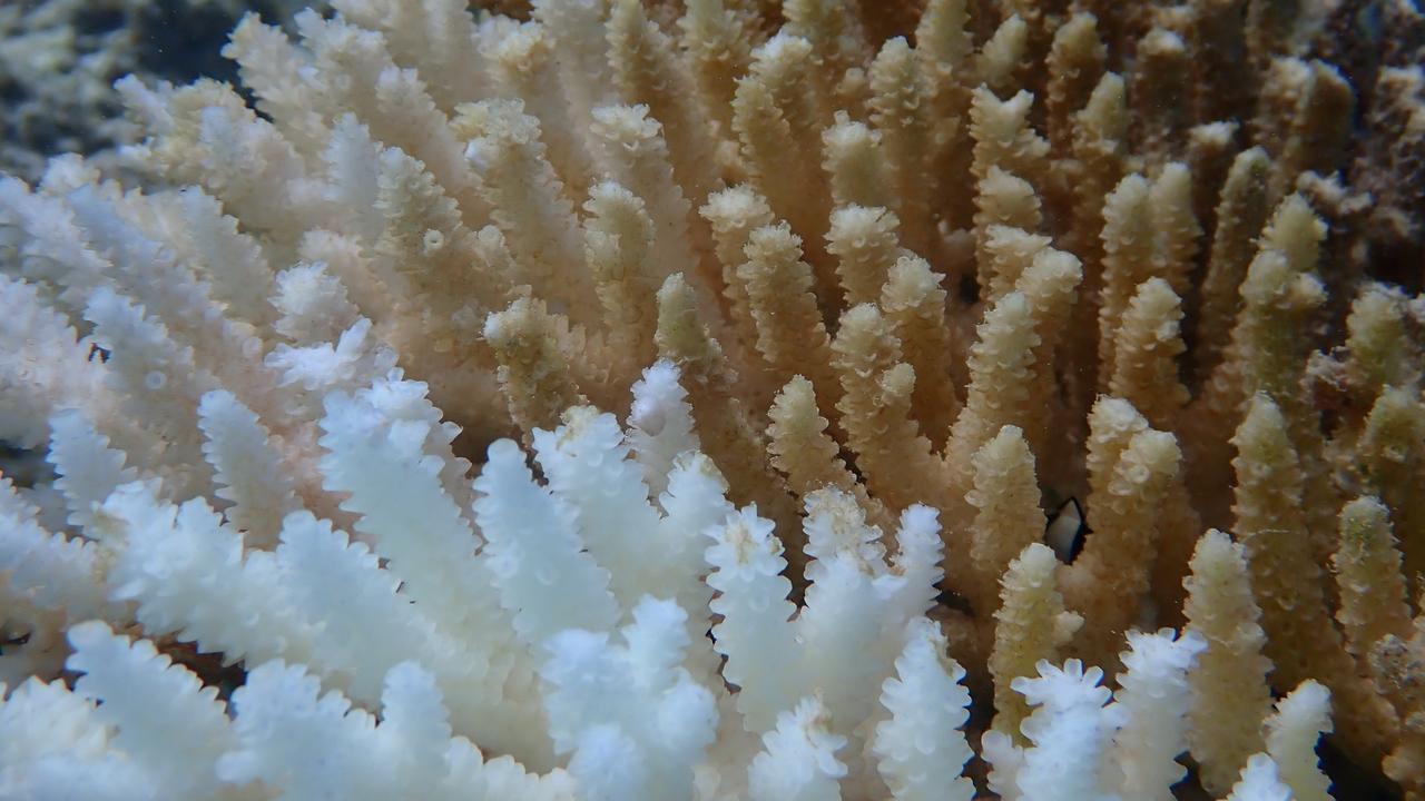 Coral bleaching