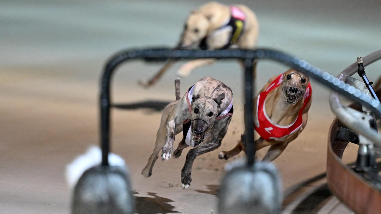 Greyhound racing dogs in action (file image)