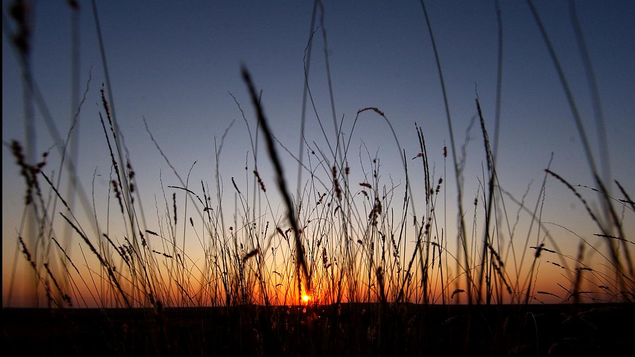 AUSTRALIAN NATIVE GRASS