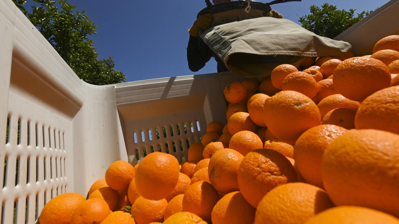 A fruit picker (file image)