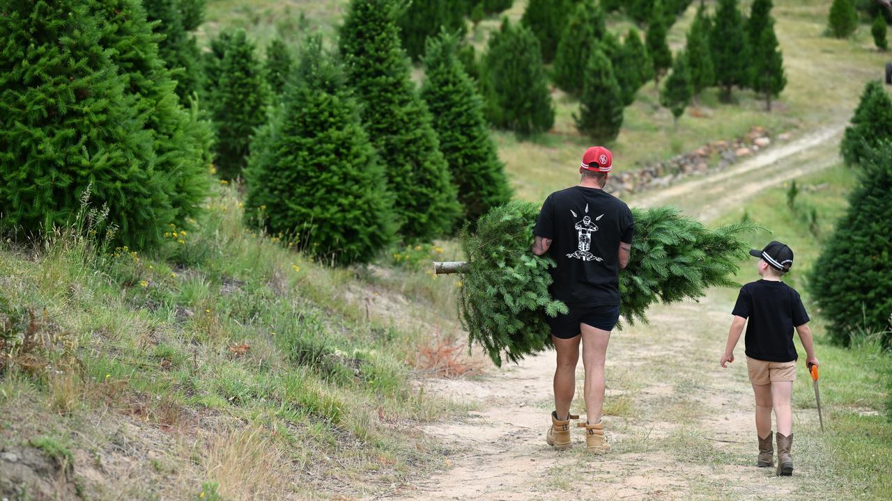 A father and son carry their Christmas tree