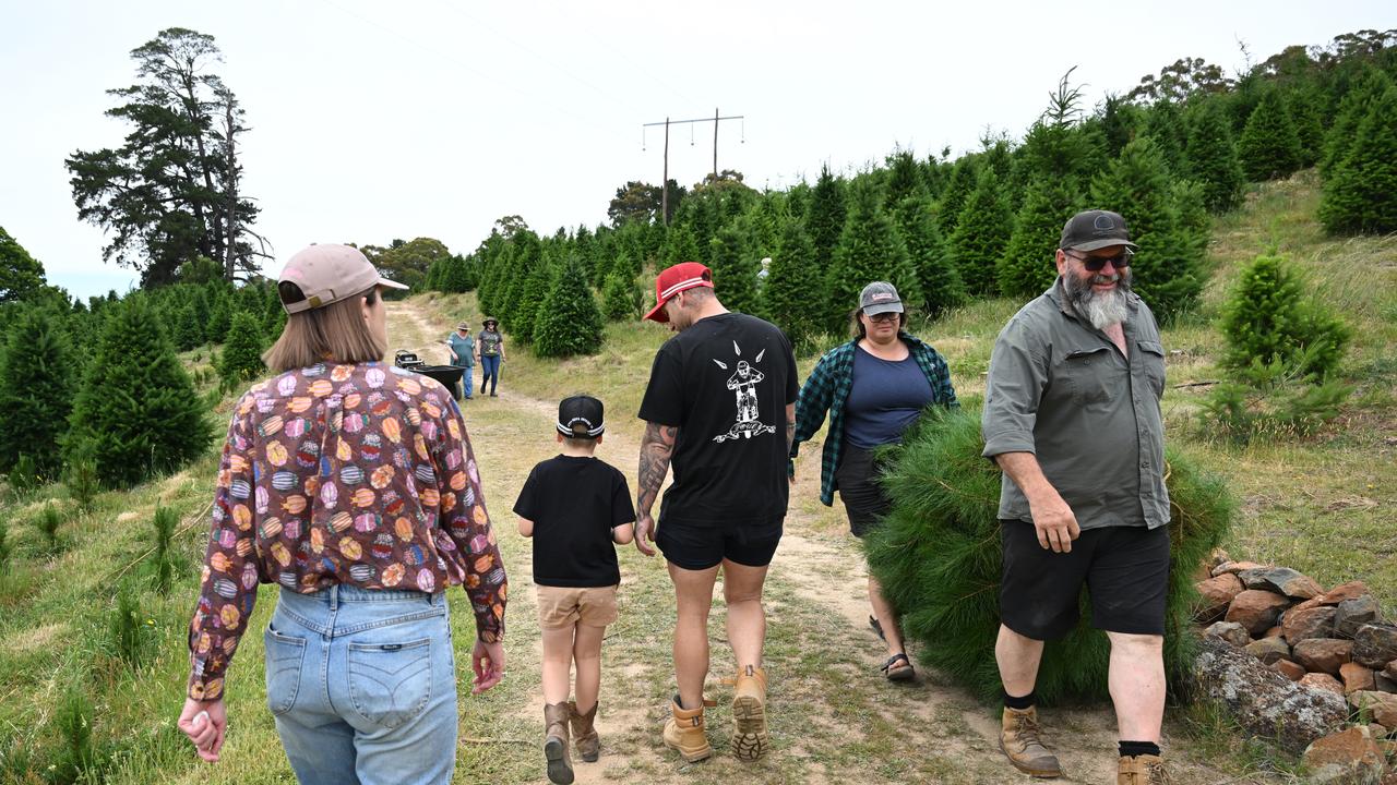 Families pick and cut their own Christmas tree
