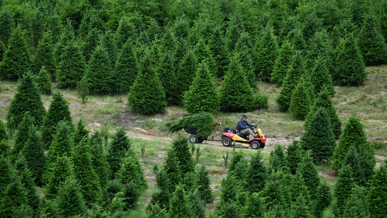 A farm worker delivers a freshly cut tree