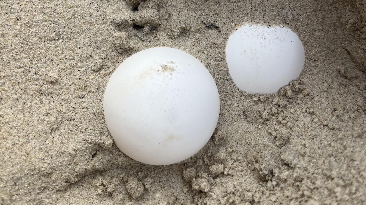 Turtle eggs