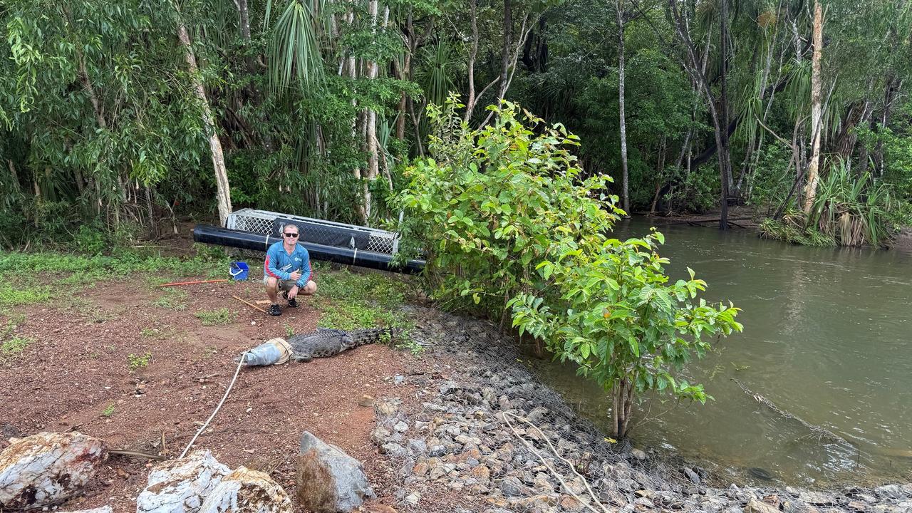 A wildlife ranger with a croc caught in a creek where children play.