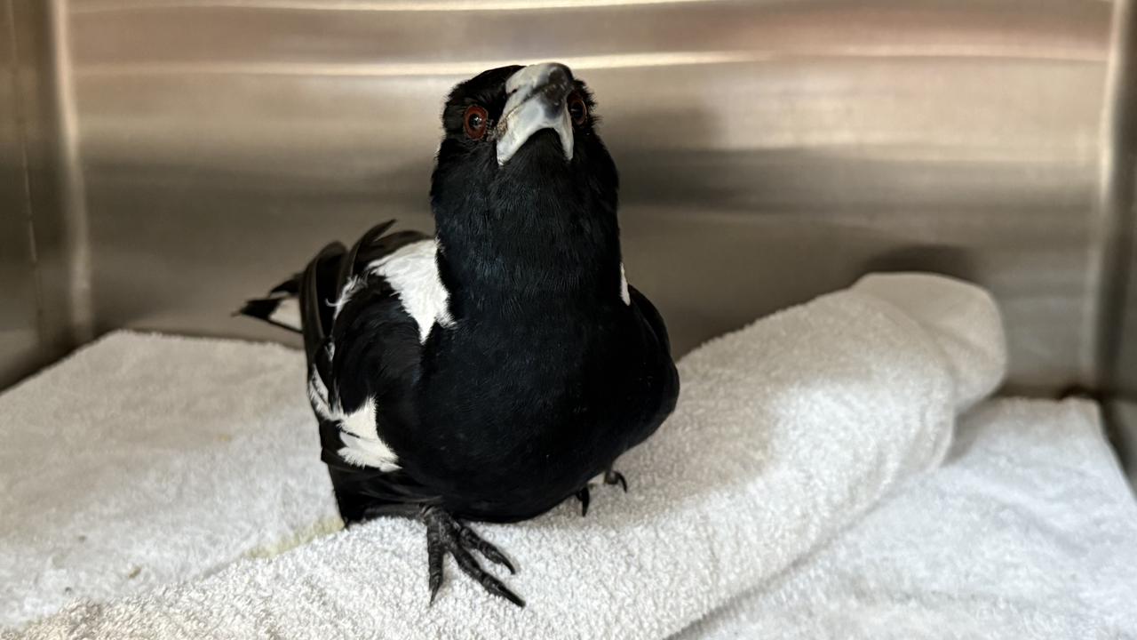 A sick magpie at WA Wildlife
