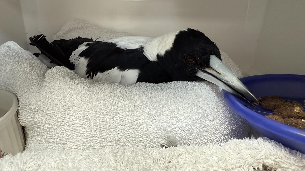 A sick magpie at WA Wildlife