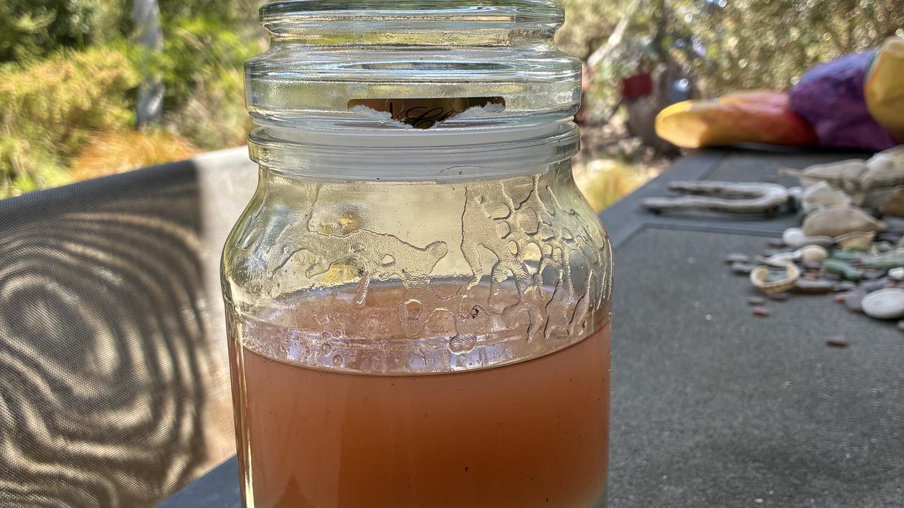 Noctiluca scintillans