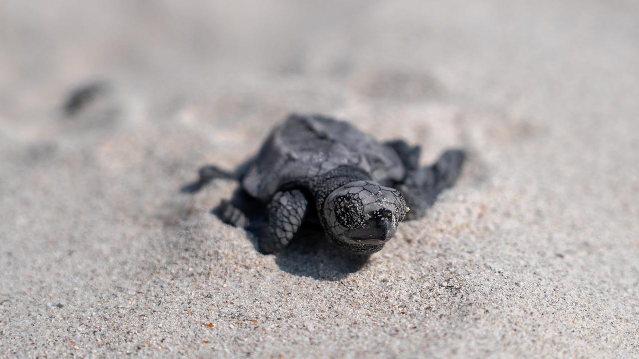 A turtle on the beach at Australia Bay on Martjanba Island