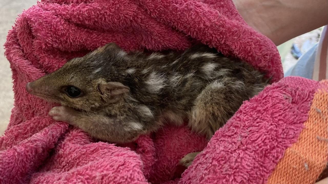 A northern quoll