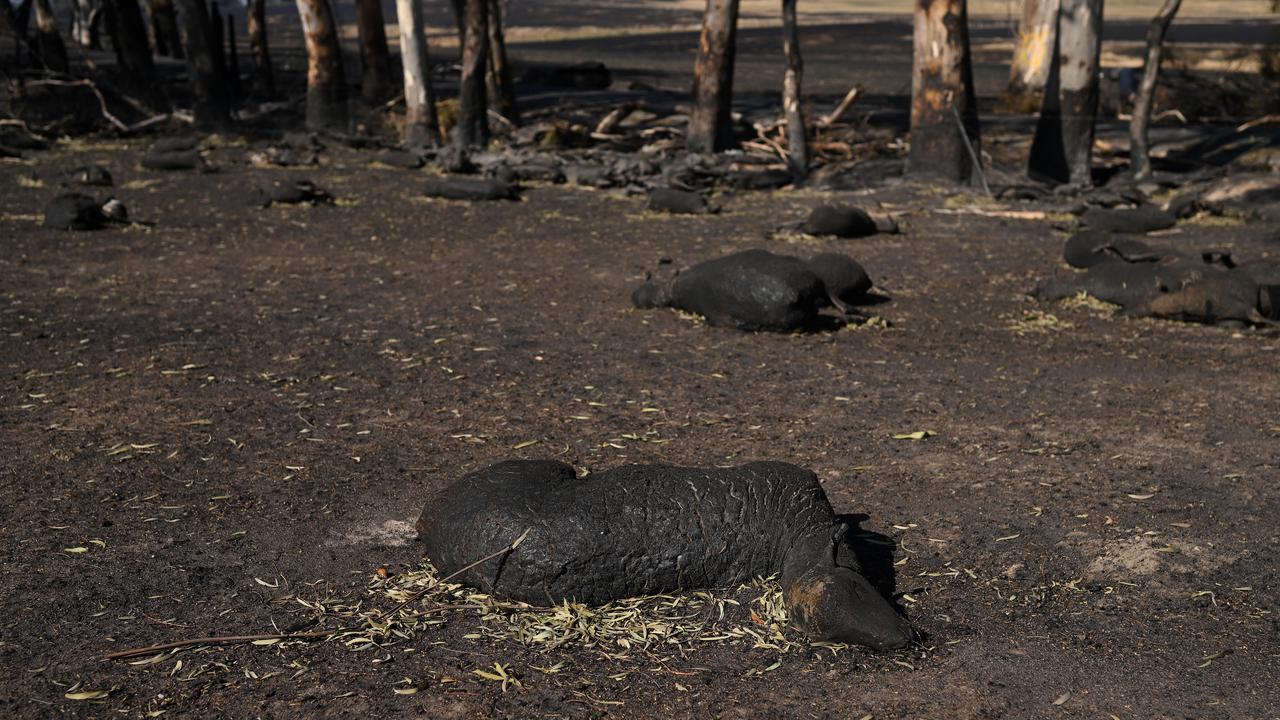 Dead sheep in a burnt out paddock