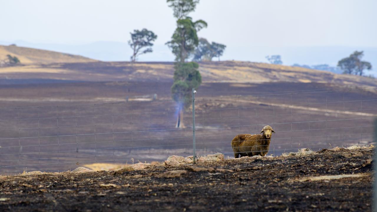 A blackened sheep stands in a burnt paddock in Upton Hill, Victoria