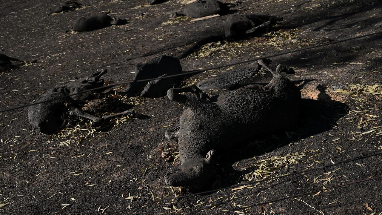 Dead sheep in a burnt out paddock