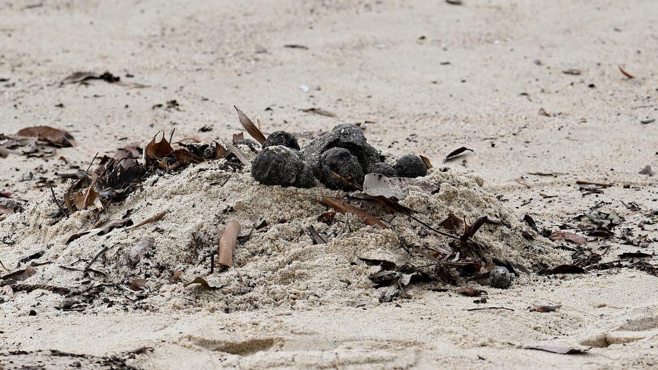 The balls on on Coogee Beach (file image)