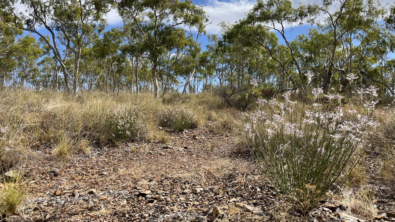 The small, slender shrub Ptilotus senarius (Amaranthaceae)