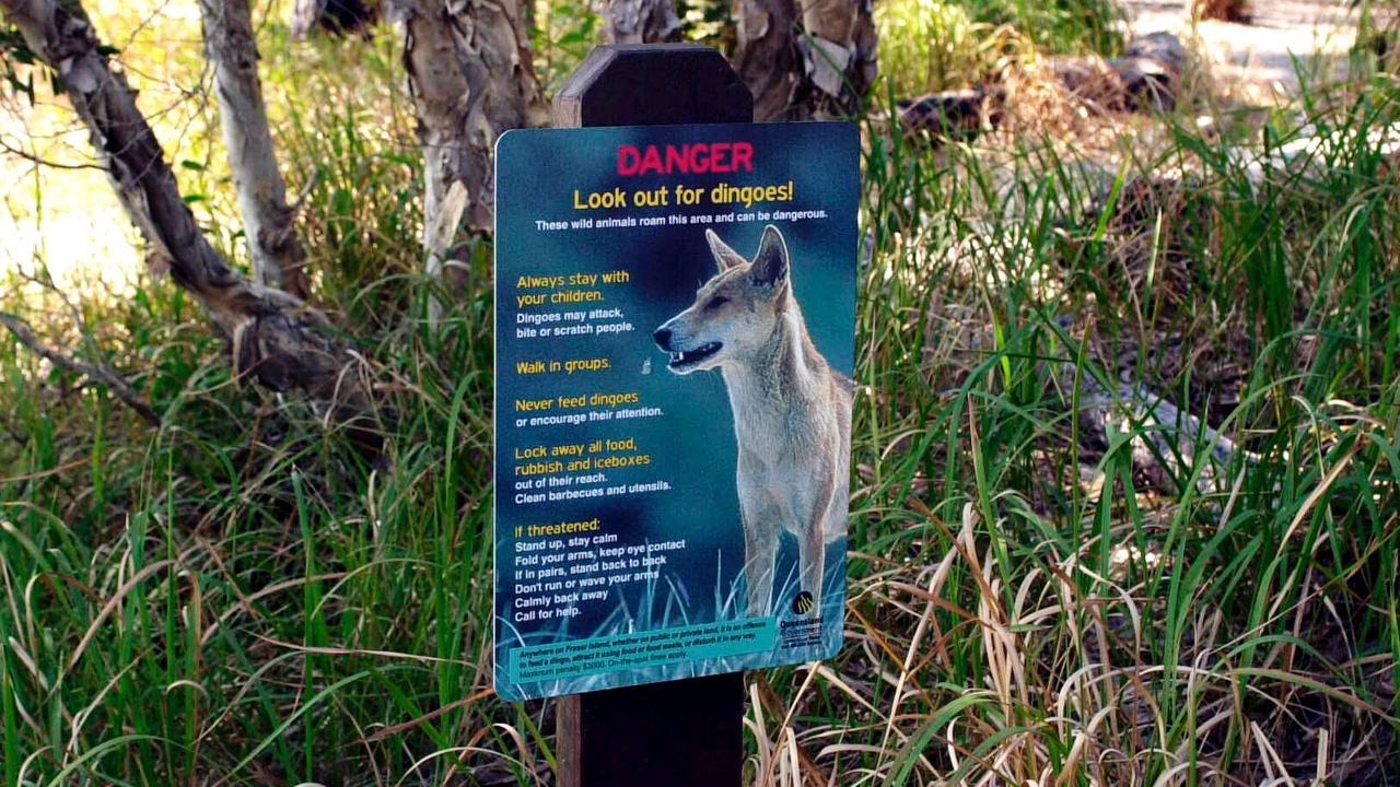 FRASER ISLAND DINGO