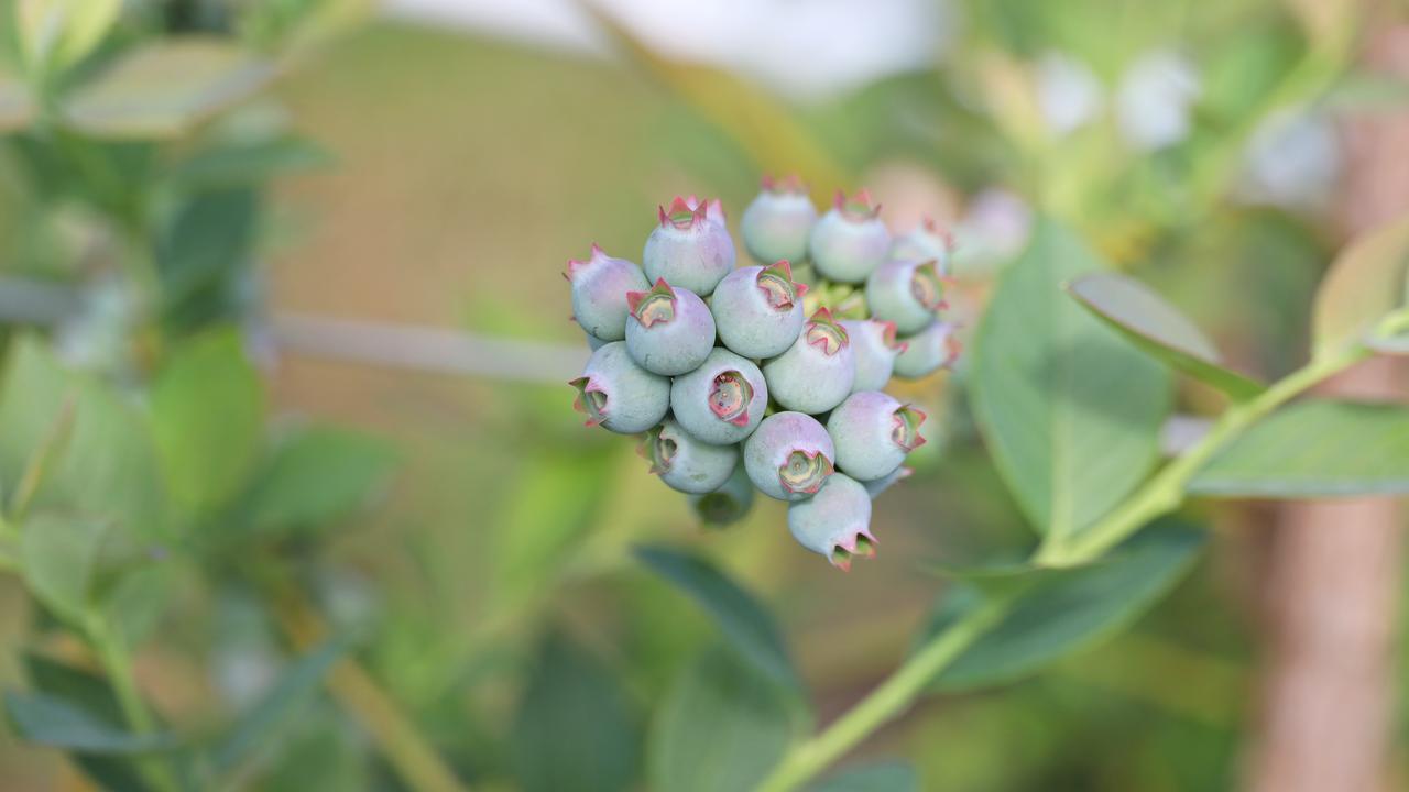 Blueberries (file)