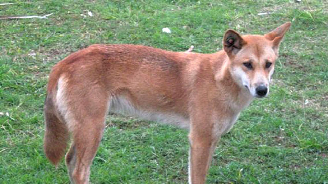 A dingo