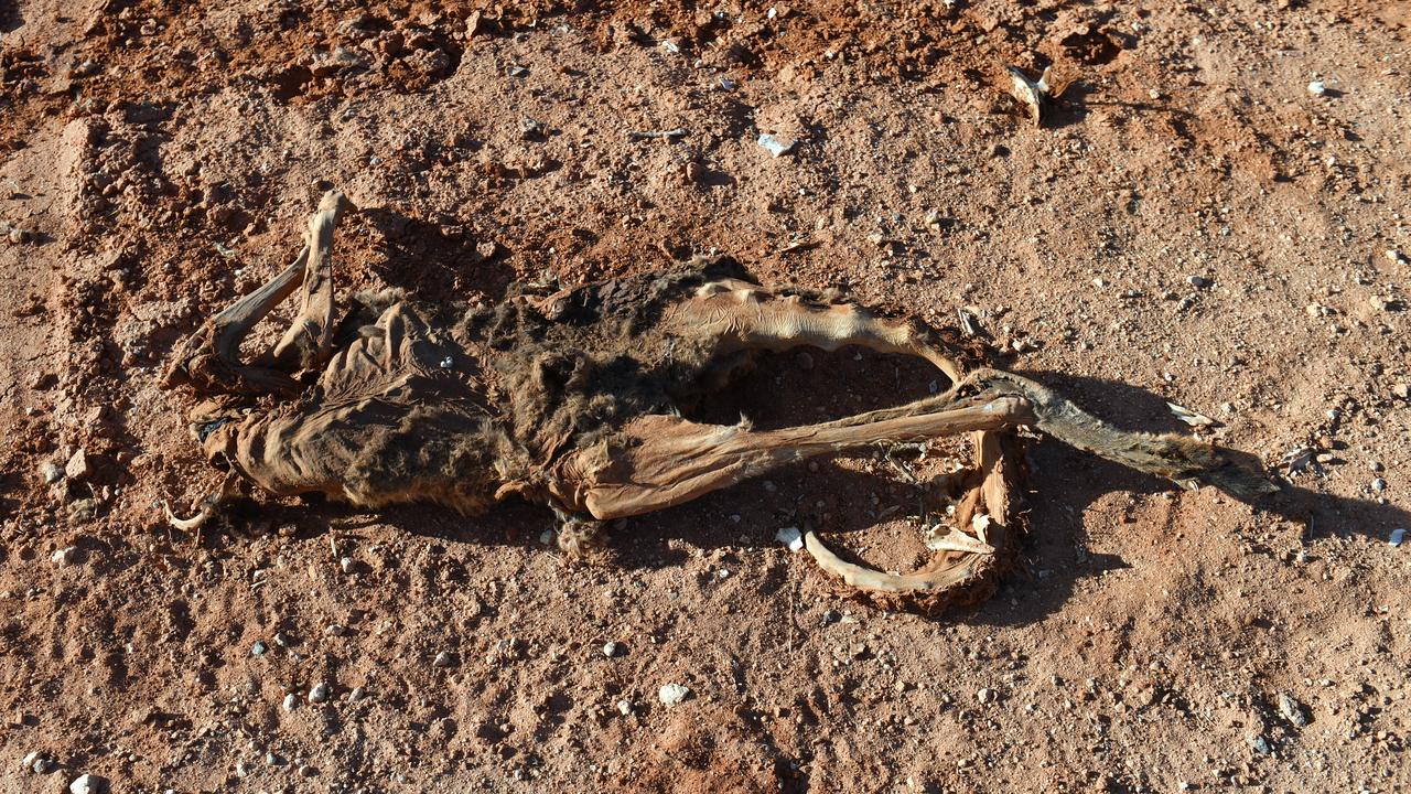 The carcass of a dead kangaroo (file image)