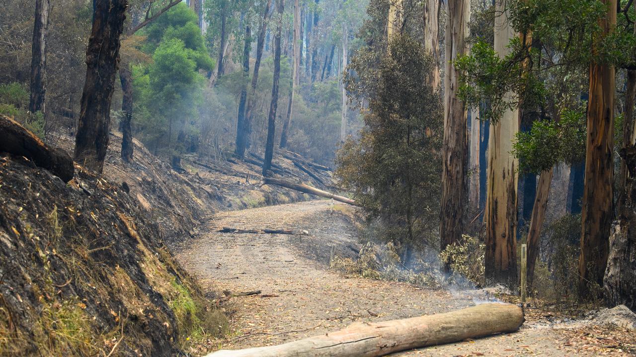 Roads blocked by burning and fallen timber near Gellibrand