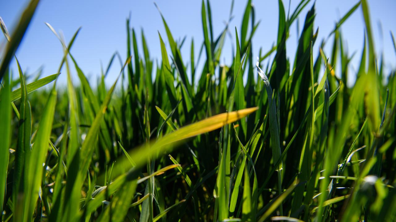 Barley grass (file image)