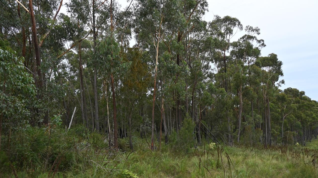 State forest in East Gippsland (file image)