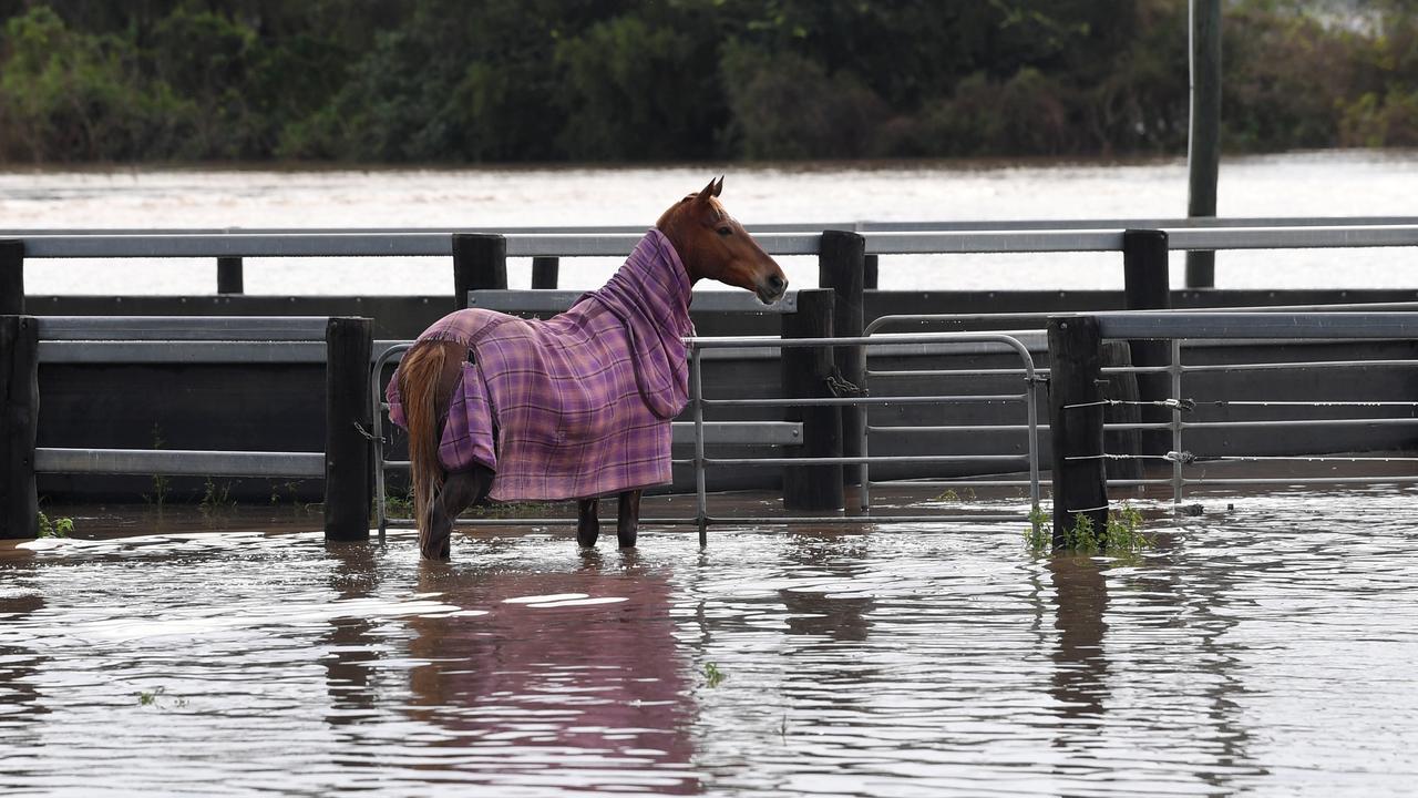 A horse in flood waters west of Brisbane (file)