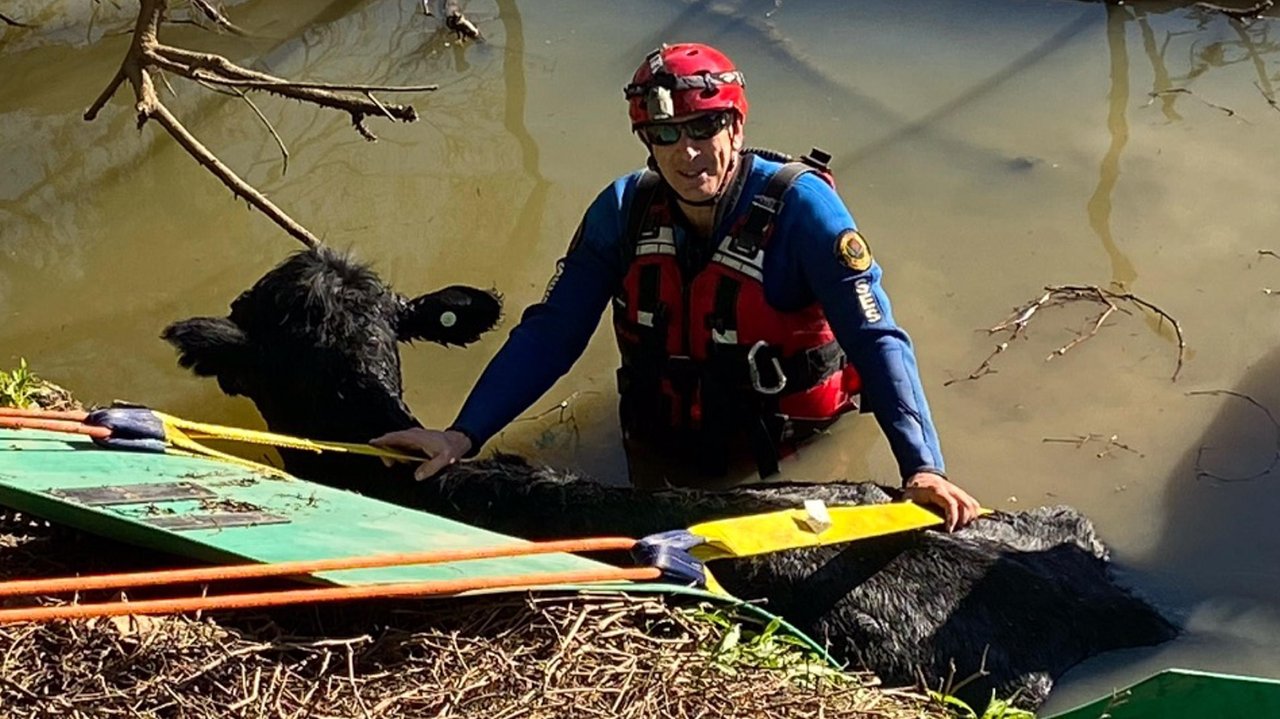 David King rescues a cow in the Hawkesbury River