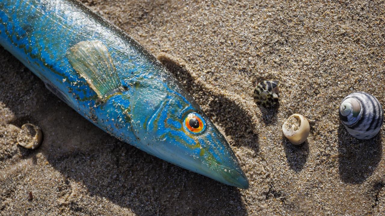 A file photo of a dead fish in Adelaide 