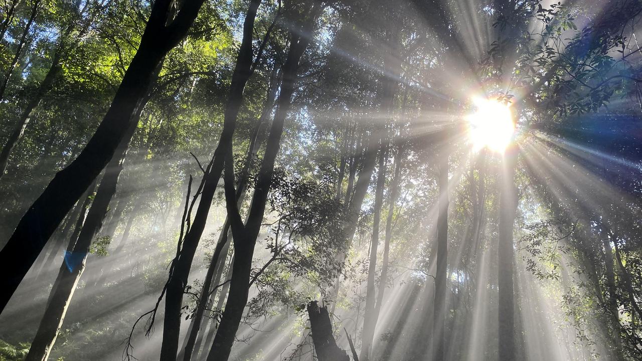 Sun rays shine through the treetops (file image)