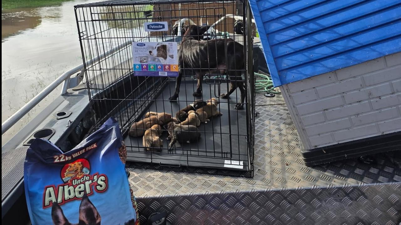 pet animals and flood waters around the Daly River