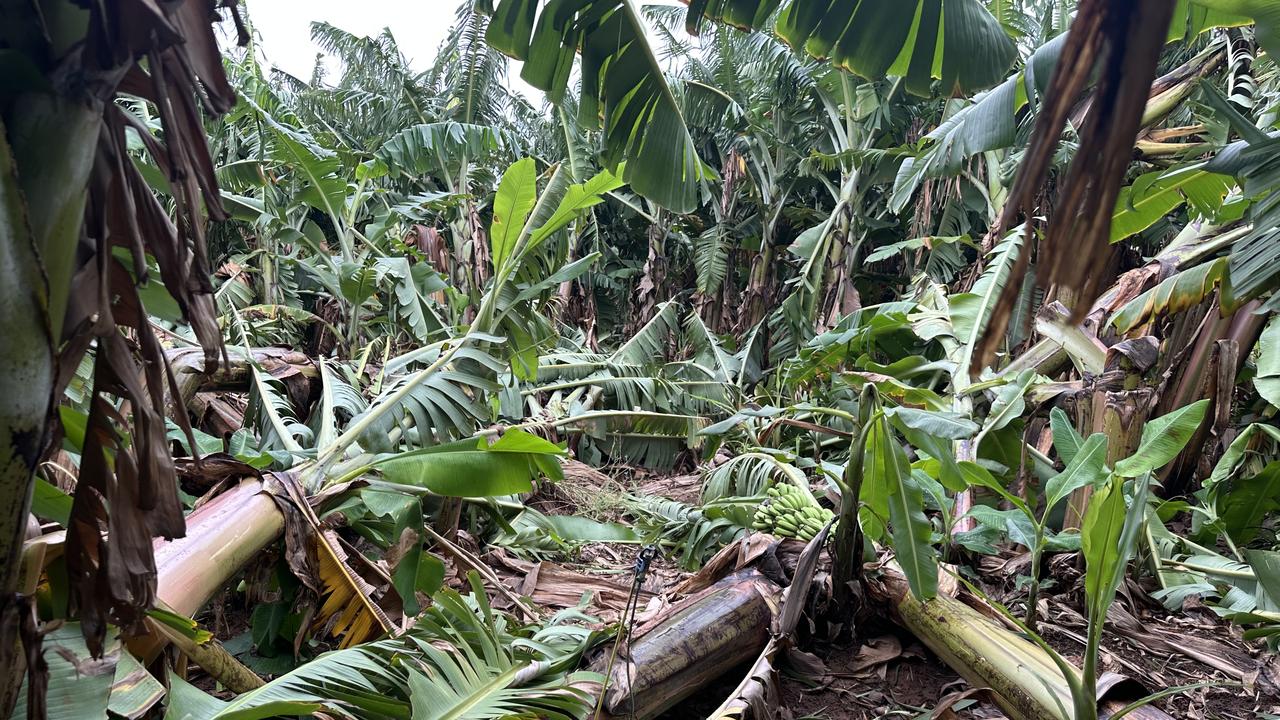 Banana trees downed by Cyclone Mitchell