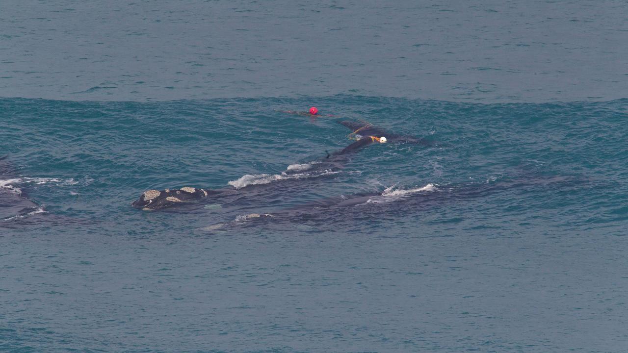 Southern right whales tangled in ropes (file image)