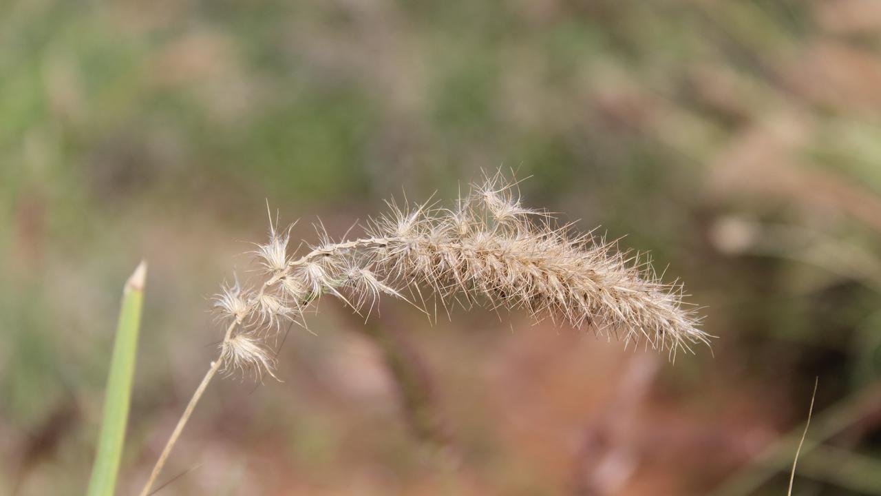 Buffel grass.