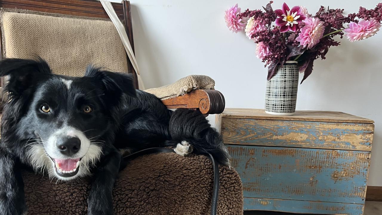 Border collie conservation dog-in-training Morello