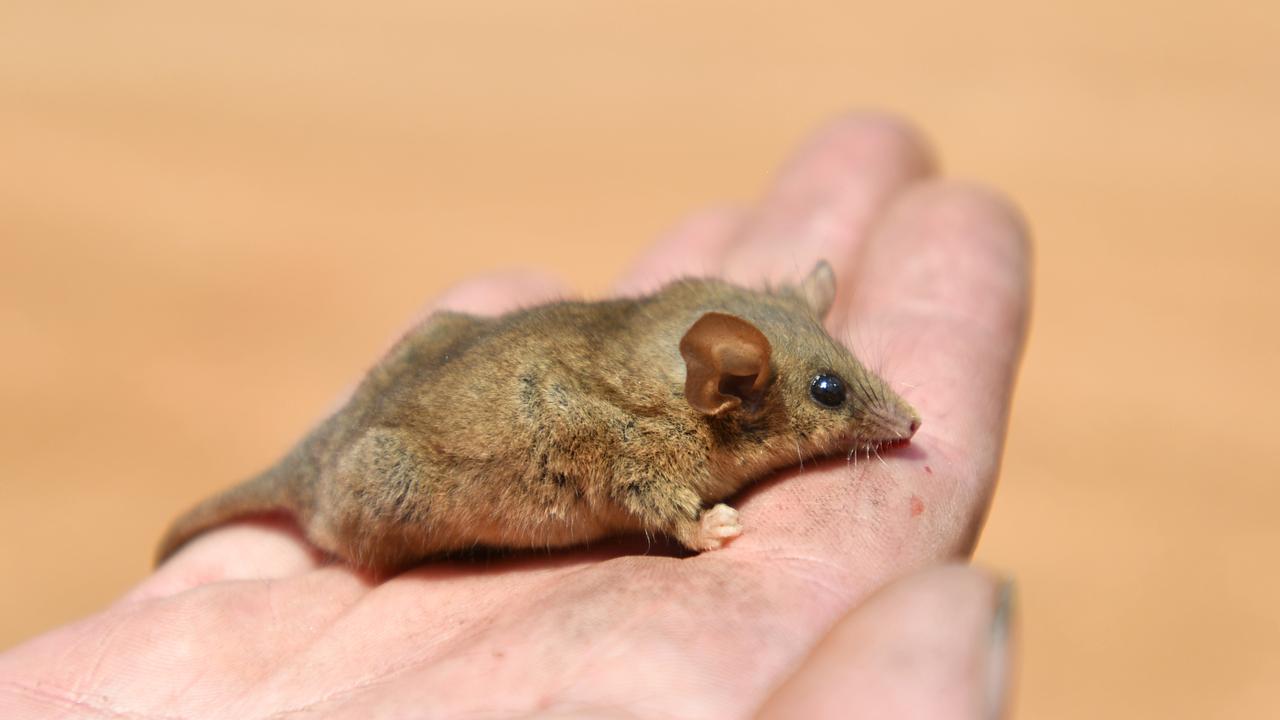 A rare Pygmy Possum is seen at the Flinders Chase National Park