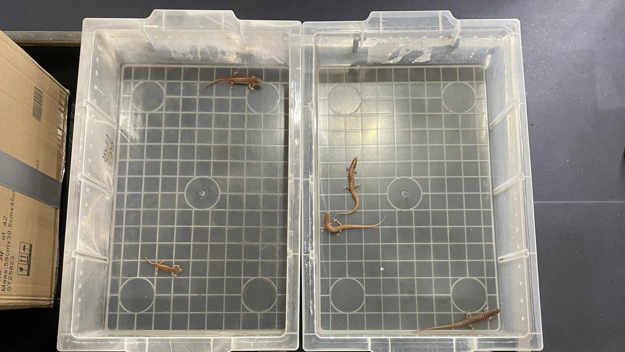 Lizards in plastic boxes