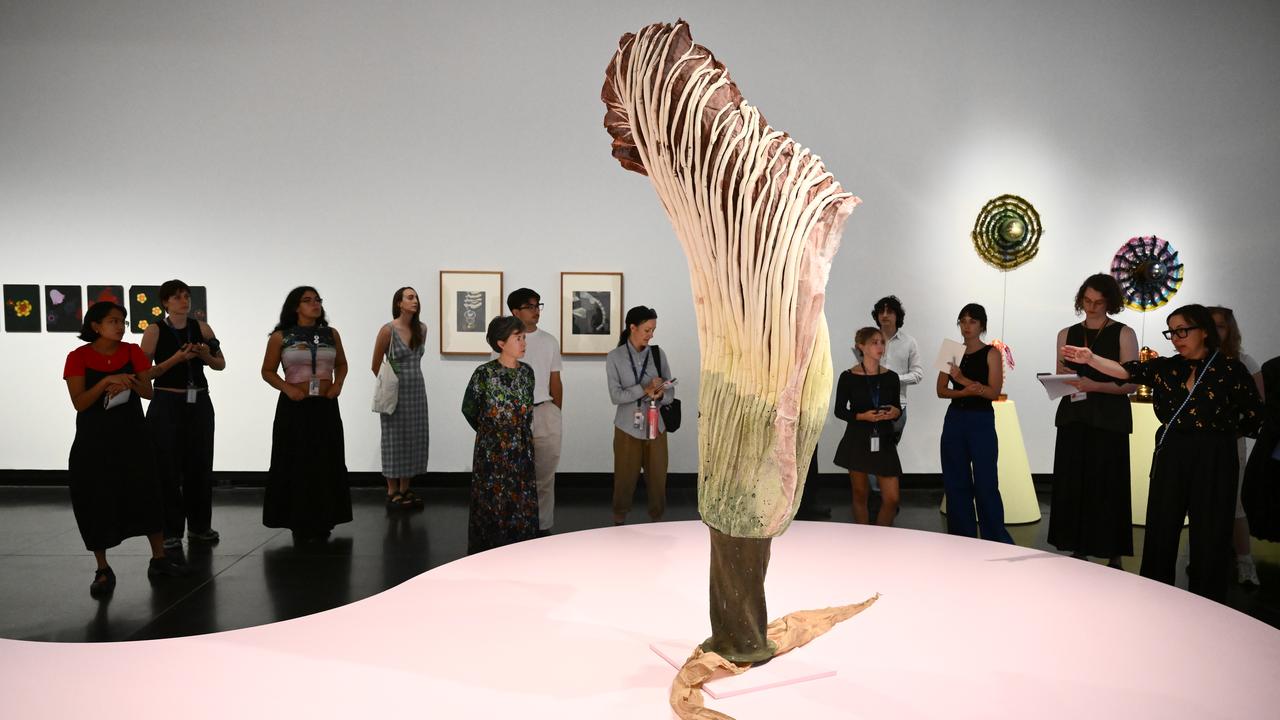 A VELVET ANT A FLOWER AND A BIRD PREVIEW