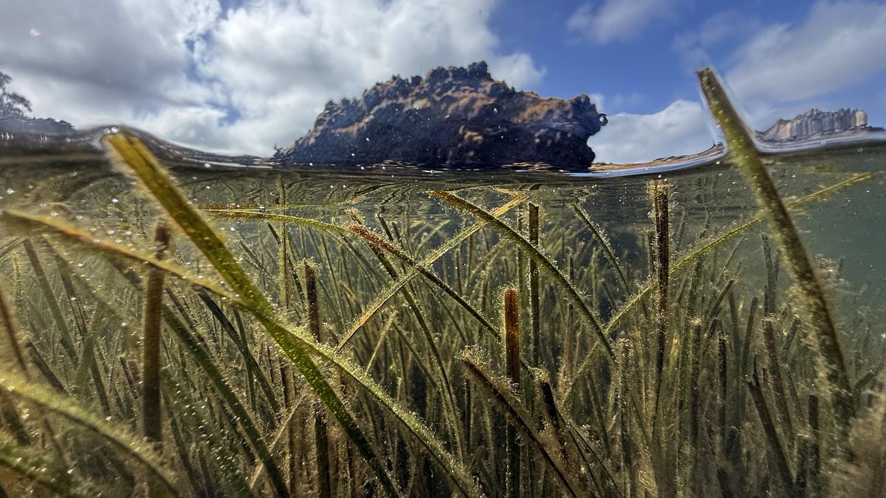 An oyster reef at Hallstrom Point in Middle Harbour, Sydney