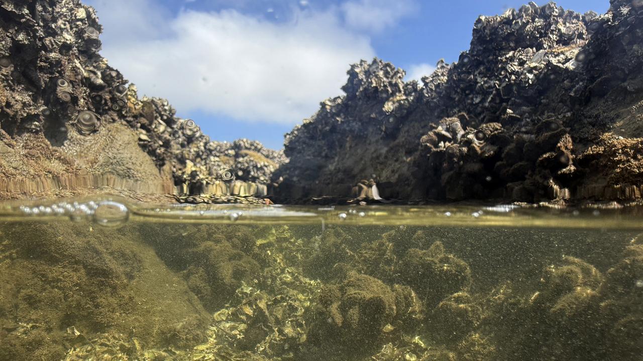 An oyster reef at Hallstrom Point in Middle Harbour, Sydney