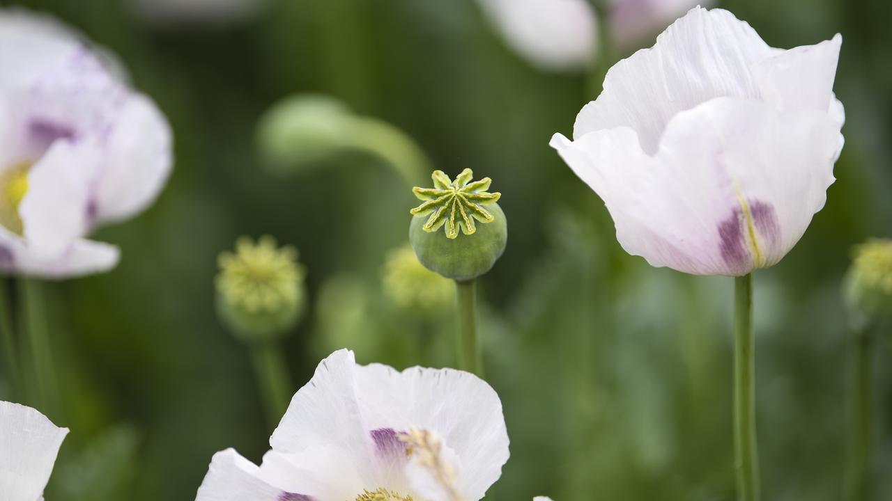 A file photo of poppies 