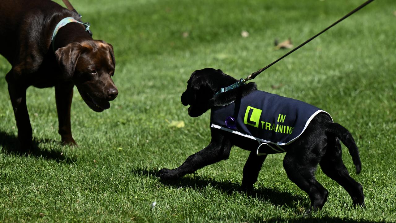 A service dog in training at the awards