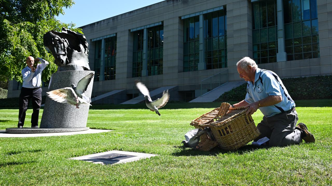 A handler releases a flock of pigeons