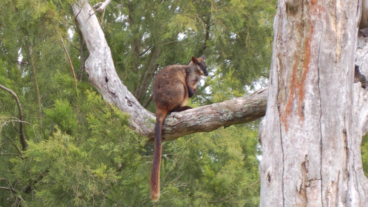 Brush-tailed rock-wallaby