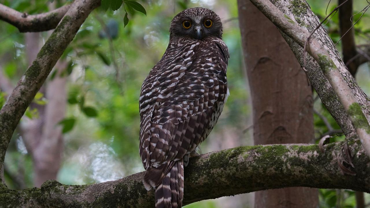 A powerful owl in suburban Brisbane