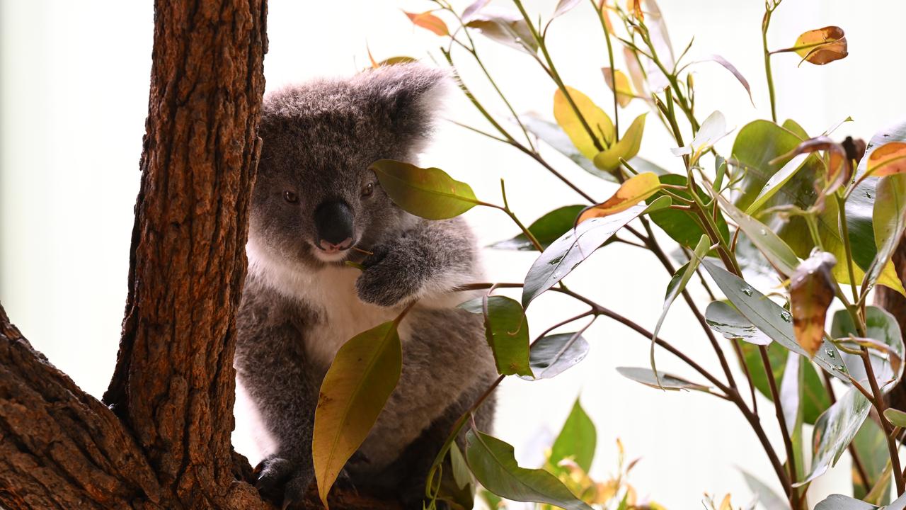 Koala (file)